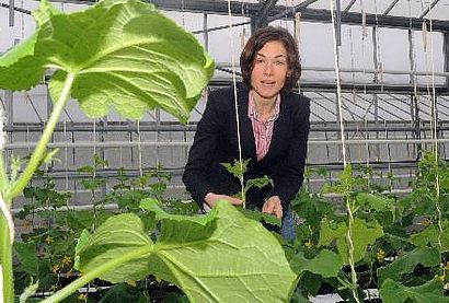 Professorin Jana Schaller begutachtet die Mini-Salatgurken im Gewächshaus