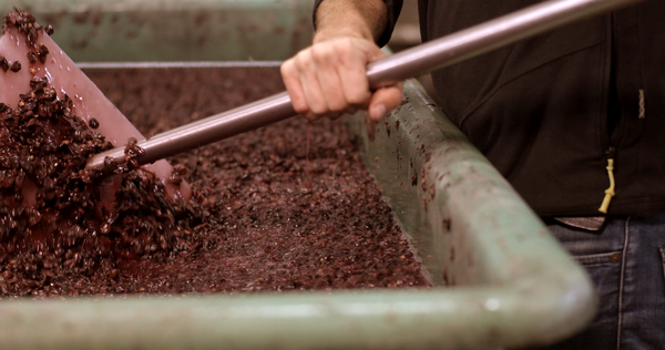 Ein Student beim Maischen von roten Trauben. © Hochschschule Geisenheim
