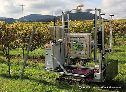 PHENObot im Weinberg