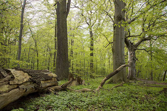 Urwaldartige Strukturen auf der Insel Vilm © Hochschule Geisenheim