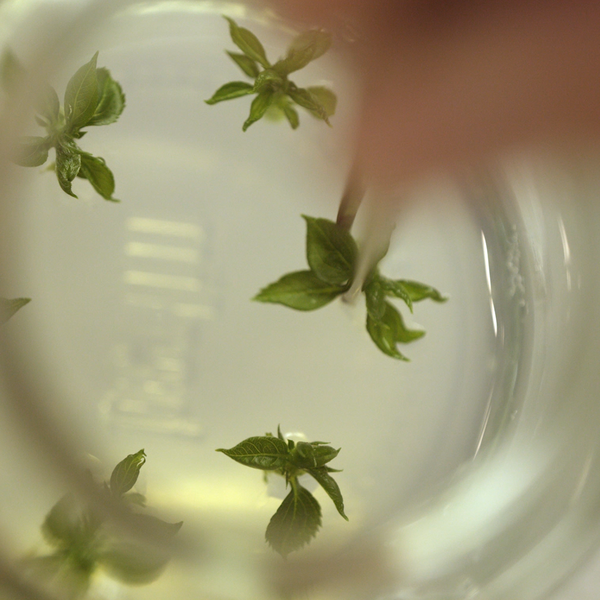 Sechs kleine Pflänzchen liegen in einer Petrischale. Eine davon wird mit einer Pinzette entnommen.© Hochschschule Geisenheim