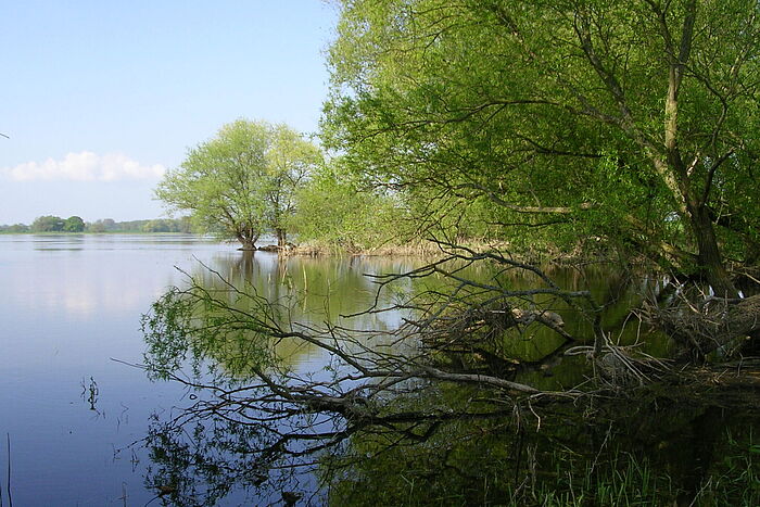 Baumweiden in der überfluteten Elbaue
