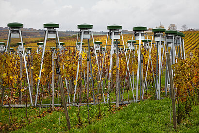 Face-Ringe im Weinberg