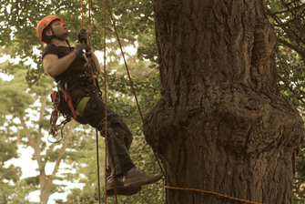 Ein junger Mann mit professioneller Ausstattung klettert in einen Baum. © Hochschschule Geisenheim