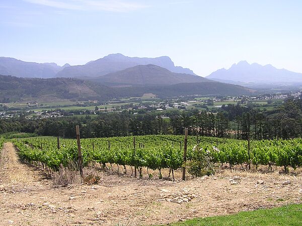 Weinberg in Südafrika