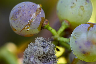 Botrytis an Traube
