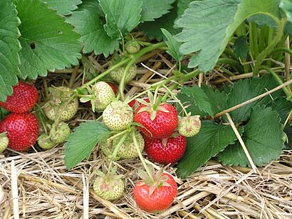 Erdbeeren 