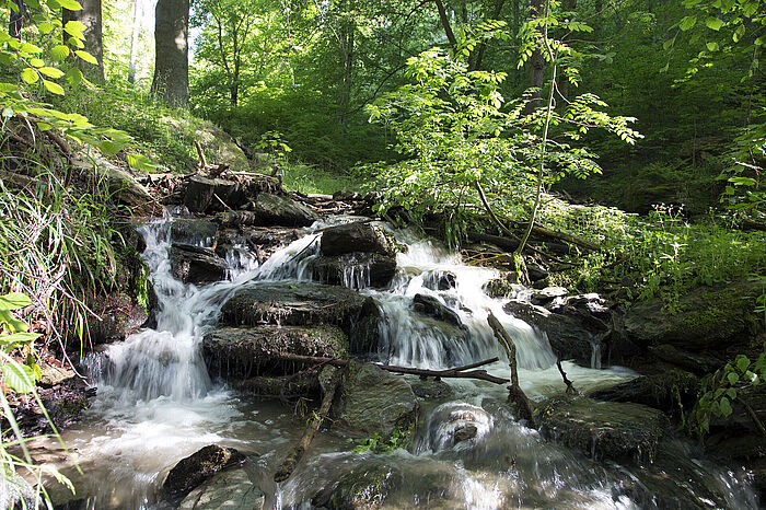 Fließgewässer im Buchenwald © Hochschule Geisenheim