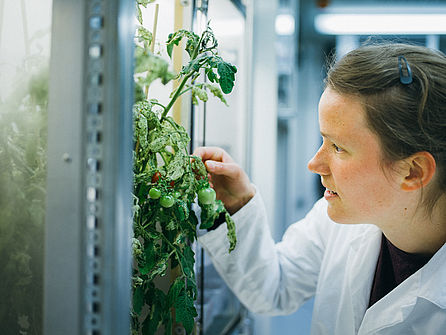 Eine junge Frau im Laborkittel untersucht eine offenbar mit Schädlingen befallene Tomatenpflanze.  © Hessen schafft Wissen / Steffen Boettcher