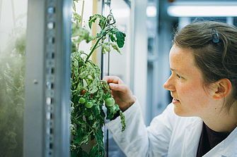 Eine junge Frau im Laborkittel untersucht eine offenbar mit Schädlingen befallene Tomatenpflanze.  © Hessen schafft Wissen / Steffen Boettcher