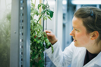 Eine junge Frau im Laborkittel untersucht eine offenbar mit Schädlingen befallene Tomatenpflanze.  © Hessen schafft Wissen / Steffen Boettcher