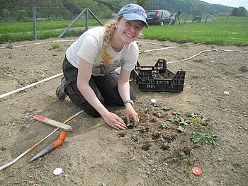 Pflanzungen von jungen Arnika-Pflanzen (Arnica montana) im Rahmen eine Freilandversuchs