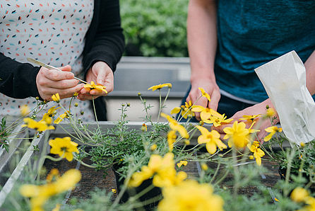 Zwei Personen arbeiten mit kleinen Pinseln an gelb blühenden Pflanzen.  © Hessen schafft Wissen / Steffen Boettcher