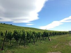 Weinberge