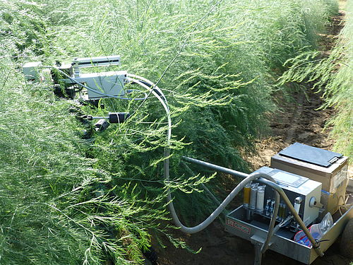 Gas exchange meter GFS3000 from Walz for determining the transpiration and assimilation in an asparagus field