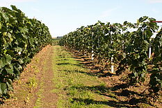 Cejkovice_26082005_013