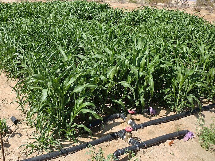 Drainagerohrbewässerung Drainagerohrbewässerung