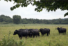 Beweidung von Feuchtwiesen durch Wasserbüffel © Hochschule Geisenheim