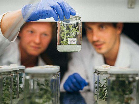 Zwei junge Menschen in Laborkittel und Handschuhen untersuchen Pflanzen in Gläsern.  © Hessen schafft Wissen / Steffen Boettcher