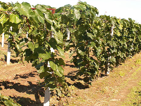 Ceykovice_26082005_002_-5BB_left_in_125AA