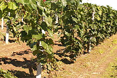 Ceykovice_26082005_002_-5BB_links_in_125AA