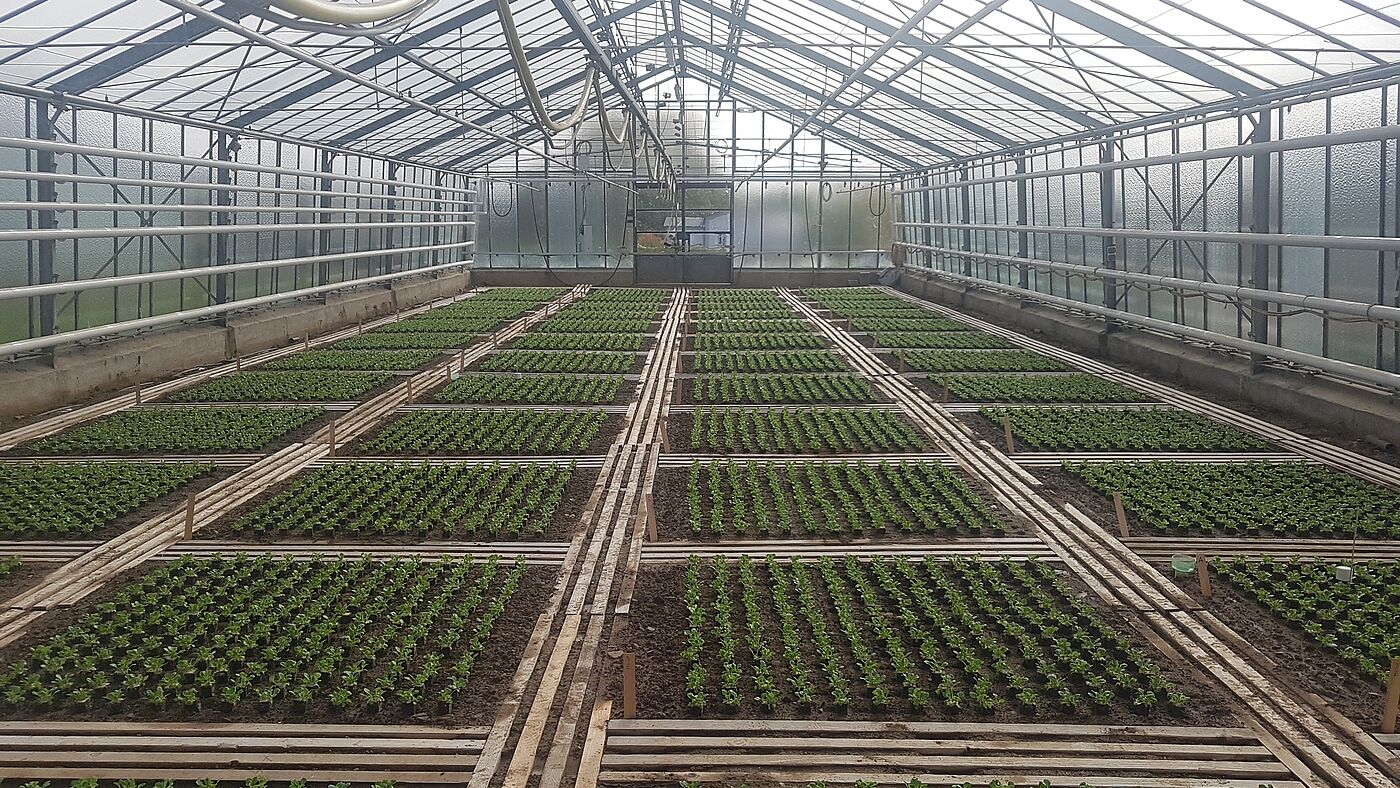 Feldsalat mit und ohne Pflanzenkohle oder Wurmkompost