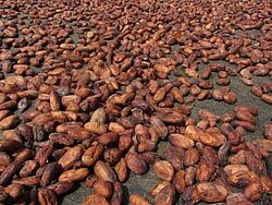 Nahaufnahme Kakaobohnen 