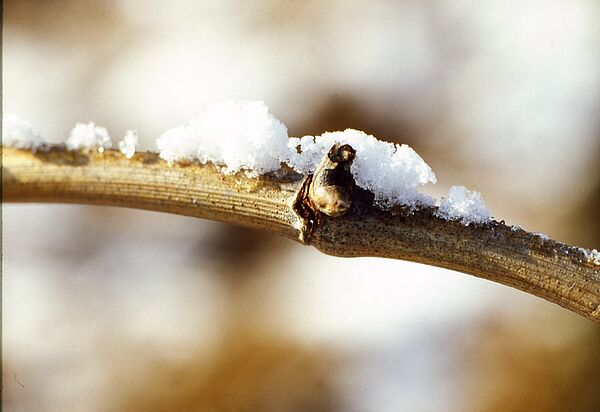 Weinrebstock mit Schnee bedeckt