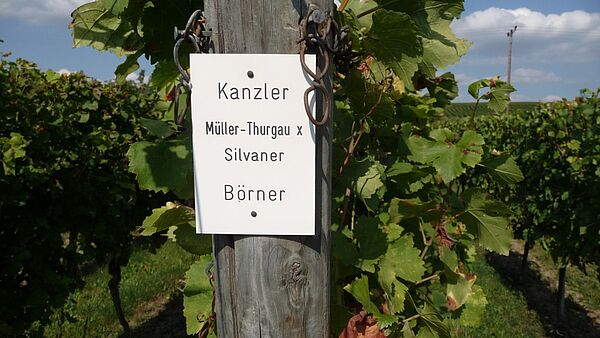 Weinberge und Schild
