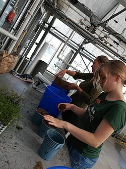 Anna Ketelhut (hinten) und Katharina Koch (vorne) beim Substratmischen und Bepflanzen für den Vortest. © Nora Beelitz