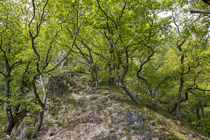 Eichen-Trockenwald an den Rheinhängen © Hochschule Geisenheim