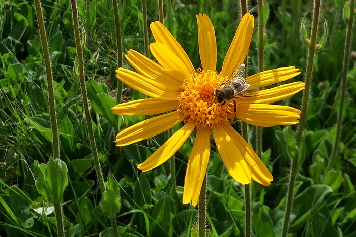 Arnika-Wiese in Mittelhessen