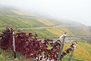 [Translate to English:] Reben