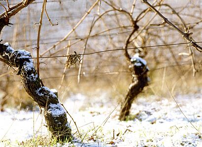 Weinrebe verschneit