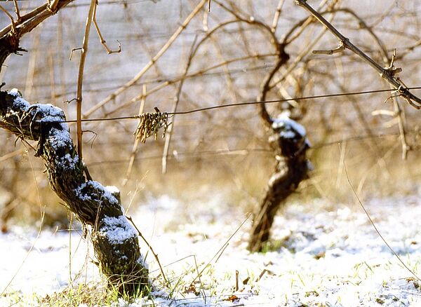 Weinrebe verschneit
