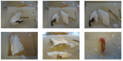 Schritte des Sezierens