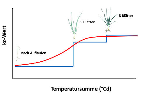 Abb. 1: Schematische Darstellung der bisherigen kc-Treppenfunktion und des neuen kc-Temperatursummenmodells für Zwiebel