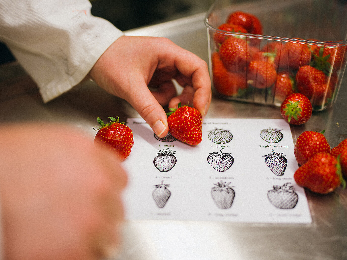 Eine Person im Laborkittel vergleicht Erdbeeren mit einer Schautafel. © Hessen schafft Wissen / Steffen Boettcher