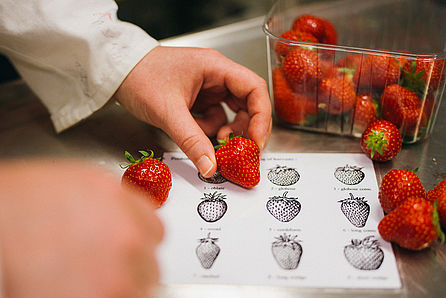 Eine Person im Laborkittel vergleicht Erdbeeren mit einer Schautafel. © Hessen schafft Wissen / Steffen Boettcher