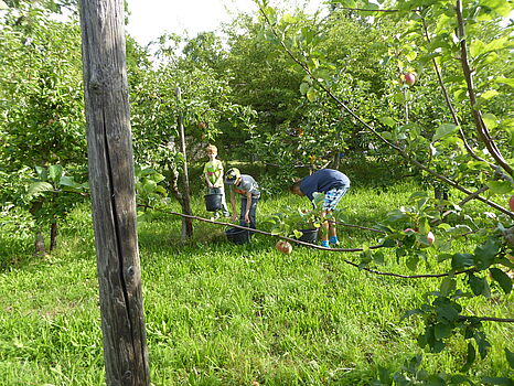 [Translate to English:] Kinder zwischen Apfelbäumen