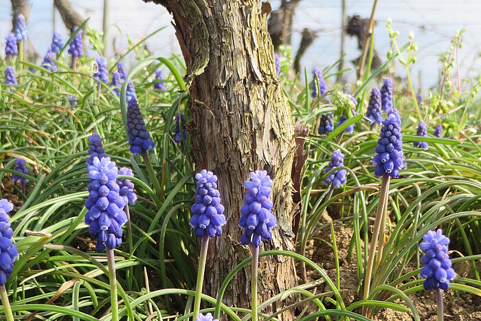 Biodiversität im Weinberg © Hochschule Geisenheim