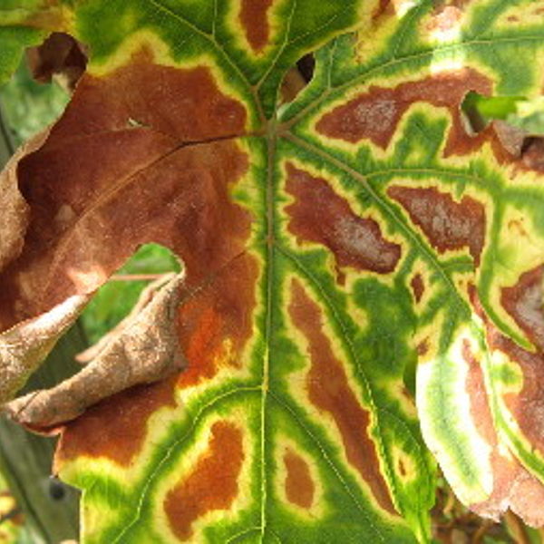 Esca-Symptom an Blättern