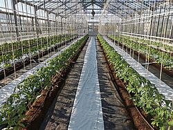 Tomatoes in organic substrate with drip irrigation