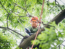 Student auf Baum