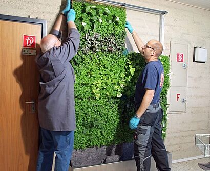 Grüne Wand im Aufbau