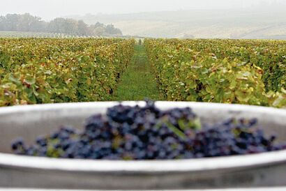 Trauben vor Weinbergen