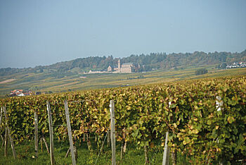 [Translate to English:] Reben, Abtei St. Hildegard