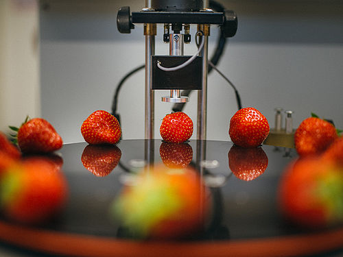 Erdbeeren liegen auf einer runden, schwarzen Platte in einem Labor.  © Hessen schafft Wissen / Steffen Boettcher
