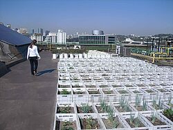 Frau läuft neben dem Zwiebelfeld