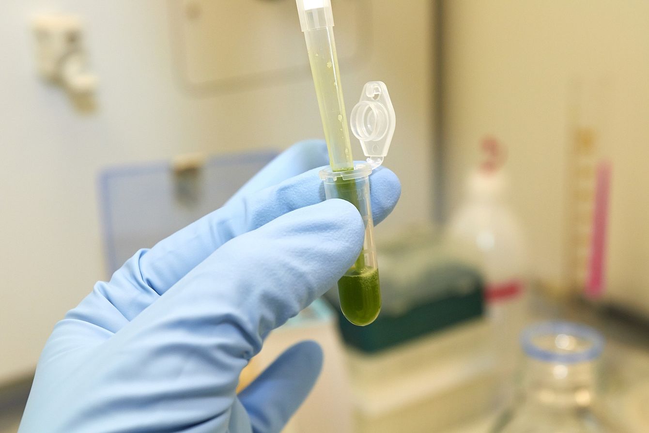  Extracting DNA from plant tissue